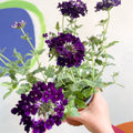 Purple Verbena 'Showboat Midnight' - British Grown - Sprouts of Bristol