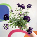 Purple Verbena 'Showboat Midnight' - British Grown - Sprouts of Bristol