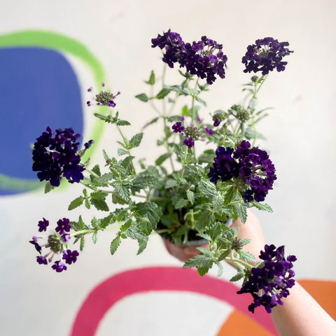Purple Verbena 'Showboat Midnight' - British Grown - Sprouts of Bristol