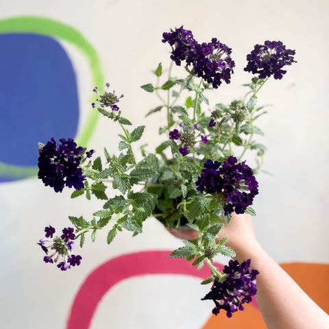 Purple Verbena 'Showboat Midnight' - British Grown - Sprouts of Bristol