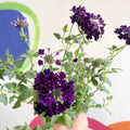 Purple Verbena 'Showboat Midnight' - British Grown - Sprouts of Bristol