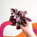 Radiator Plant - Peperomia caperata 'Cayenne' - Sprouts of Bristol
