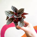 Radiator Plant - Peperomia caperata 'Mendoza' - Sprouts of Bristol