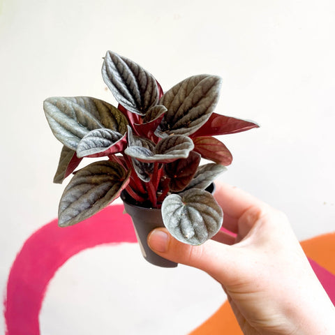 Radiator Plant - Peperomia caperata 'Mendoza' - Sprouts of Bristol