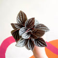 Radiator Plant - Peperomia caperata 'Mendoza' - Sprouts of Bristol