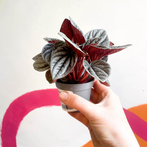 Radiator Plant - Peperomia caperata 'Mendoza' - Sprouts of Bristol