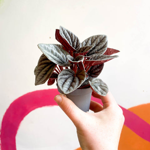 Radiator Plant - Peperomia caperata 'Mendoza' - Sprouts of Bristol