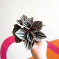 Radiator Plant - Peperomia caperata 'Mendoza' - Sprouts of Bristol
