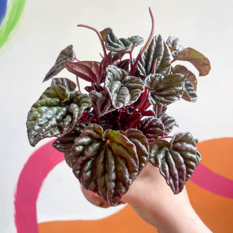Radiator Plant - Peperomia caperata 'Red' - Sprouts of Bristol