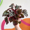 Radiator Plant - Peperomia caperata 'Red' - Sprouts of Bristol