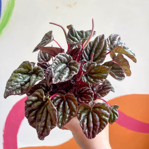 Radiator Plant - Peperomia caperata 'Red' - Sprouts of Bristol