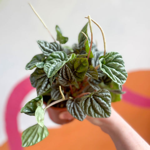 Radiator Plant - Peperomia caperata ‘Silver’ - Sprouts of Bristol