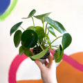 Raindrop Plant - peperomia polybotrya 'Raindrop' - Sprouts of Bristol