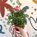 Ranunculus asiaticus - Persian Buttercup - Sprouts of Bristol