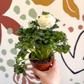 Ranunculus asiaticus - Persian Buttercup - Sprouts of Bristol