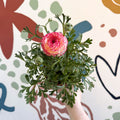 Ranunculus asiaticus - Persian Buttercup - Sprouts of Bristol