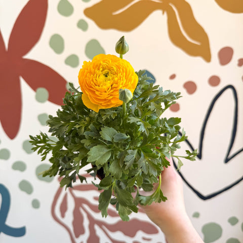 Ranunculus asiaticus - Persian Buttercup - Sprouts of Bristol