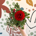 Ranunculus asiaticus - Persian Buttercup - Sprouts of Bristol