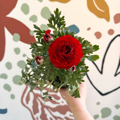 Ranunculus asiaticus - Persian Buttercup - Sprouts of Bristol