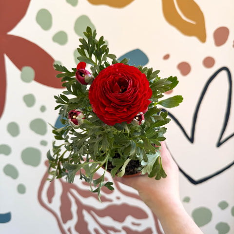 Ranunculus asiaticus - Persian Buttercup - Sprouts of Bristol