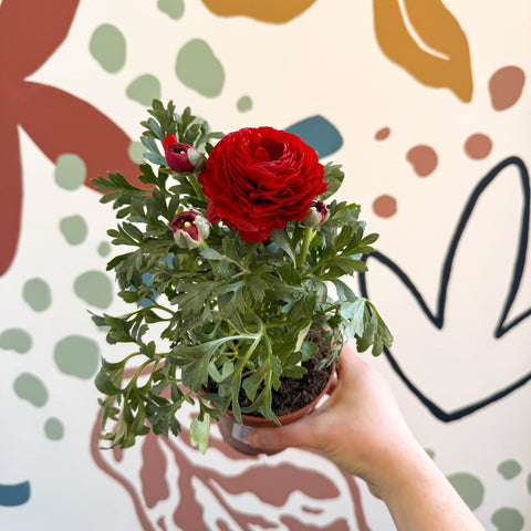Ranunculus asiaticus - Persian Buttercup - Sprouts of Bristol