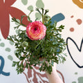 Ranunculus asiaticus - Persian Buttercup - Sprouts of Bristol