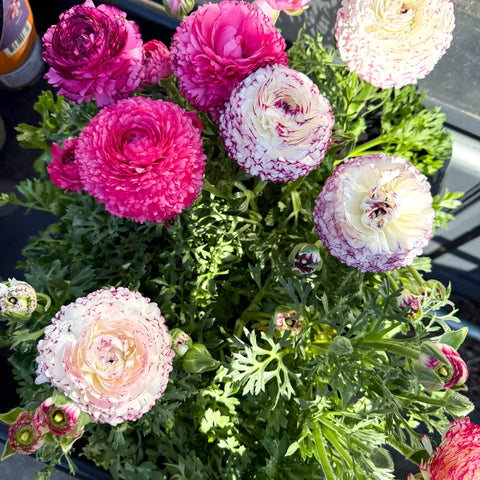 Ranunculus asiaticus 'Sprinkles Bicolor' - Mixed Colour Persian Buttercup - Sprouts of Bristol