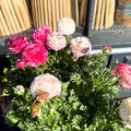 Ranunculus asiaticus 'Sprinkles Bicolor' - Mixed Colour Persian Buttercup - Sprouts of Bristol