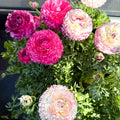 Ranunculus asiaticus 'Sprinkles Bicolor' - Mixed Colour Persian Buttercup - Sprouts of Bristol