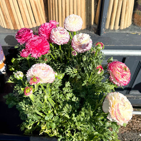 Ranunculus asiaticus 'Sprinkles Bicolor' - Mixed Colour Persian Buttercup - Sprouts of Bristol