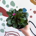 Red Campion - Silene dioica 'Rollie's Favourite' - British Grown Semi - evergreen Perennial Alpine - Sprouts of Bristol