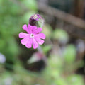 Red Campion Wildflower Seedball Tubes - Sprouts of Bristol