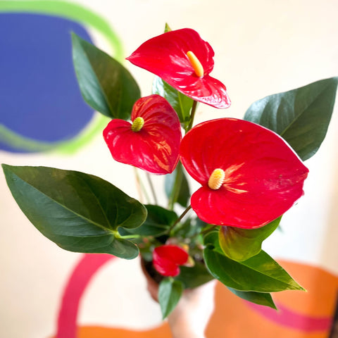 Red Flamingo Flower - Anthurium andraeanum 'Red Bull' - Sprouts of Bristol