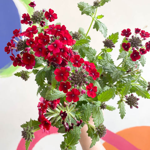 Red Verbena 'Showboat Crimson Velvet' - British Grown - Sprouts of Bristol