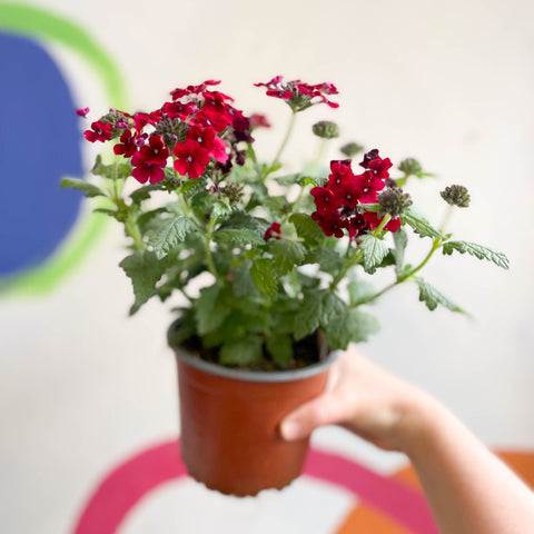 Red Verbena 'Showboat Crimson Velvet' - British Grown - Sprouts of Bristol
