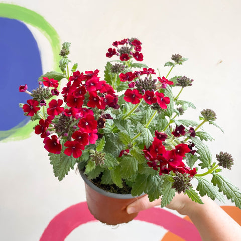 Red Verbena 'Showboat Crimson Velvet' - British Grown - Sprouts of Bristol