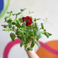 Red Verbena 'Showboat Dark Red' - British Grown - Sprouts of Bristol