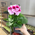 Regal Pelargonium ‘Bella Donna’ – Blush & Hot Pink - Sprouts of Bristol