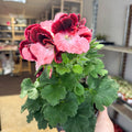 Regal Pelargonium ‘Bella Donna’ – Coral & Crimson - Sprouts of Bristol