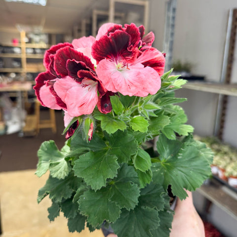 Regal Pelargonium ‘Bella Donna’ – Coral & Crimson - Sprouts of Bristol