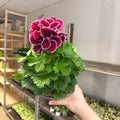 Regal Pelargonium ‘Bella Donna’ – Plum & Raspberry - Sprouts of Bristol