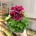 Regal Pelargonium ‘Bella Donna’ – Plum & Raspberry - Sprouts of Bristol