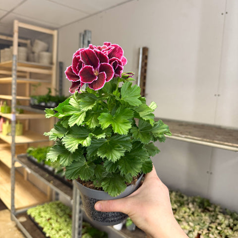 Regal Pelargonium ‘Bella Donna’ – Plum & Raspberry - Sprouts of Bristol