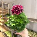 Regal Pelargonium ‘Bella Donna’ – Plum & Raspberry - Sprouts of Bristol