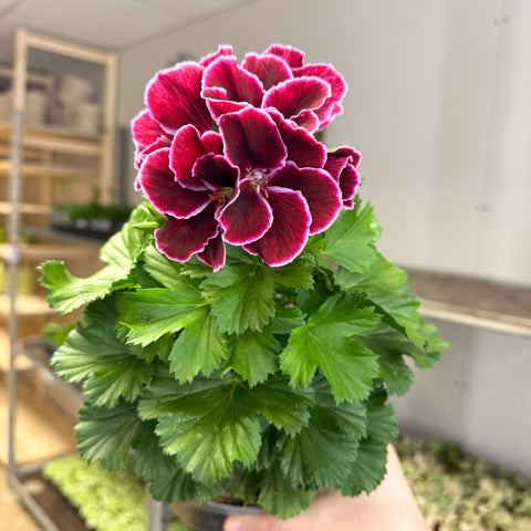 Regal Pelargonium ‘Bella Donna’ – Plum & Raspberry - Sprouts of Bristol