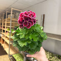 Regal Pelargonium ‘Bella Donna’ – Plum & Raspberry - Sprouts of Bristol