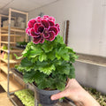 Regal Pelargonium ‘Bella Donna’ – Plum & Raspberry - Sprouts of Bristol