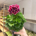 Regal Pelargonium ‘Bella Donna’ – Plum & Raspberry - Sprouts of Bristol