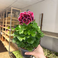 Regal Pelargonium ‘Bella Donna’ – Plum & Raspberry - Sprouts of Bristol