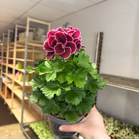 Regal Pelargonium ‘Bella Donna’ – Plum & Raspberry - Sprouts of Bristol